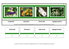 Setzleiste-zusammengesetzte-Frühlingswörter 6.pdf